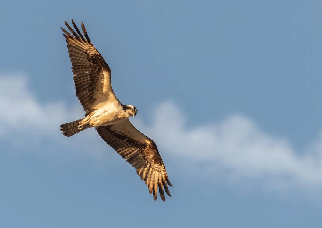 Foto di un falco in volo 