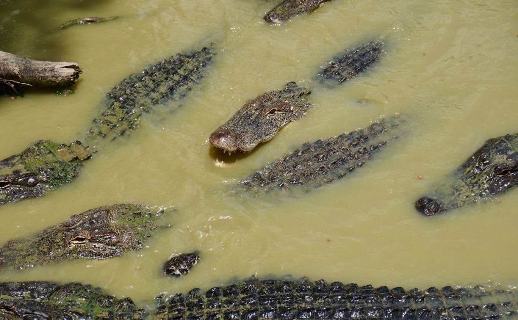 Foto di coccodrilli nell'acqua