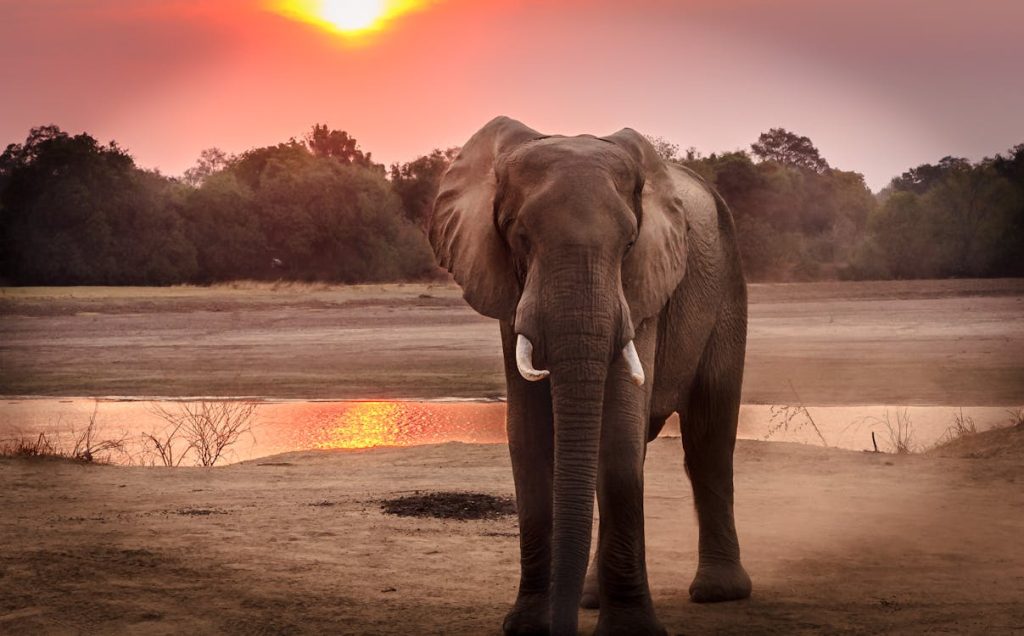 Foto di un elefante nella fauna selvatica durante l'ora d'oro