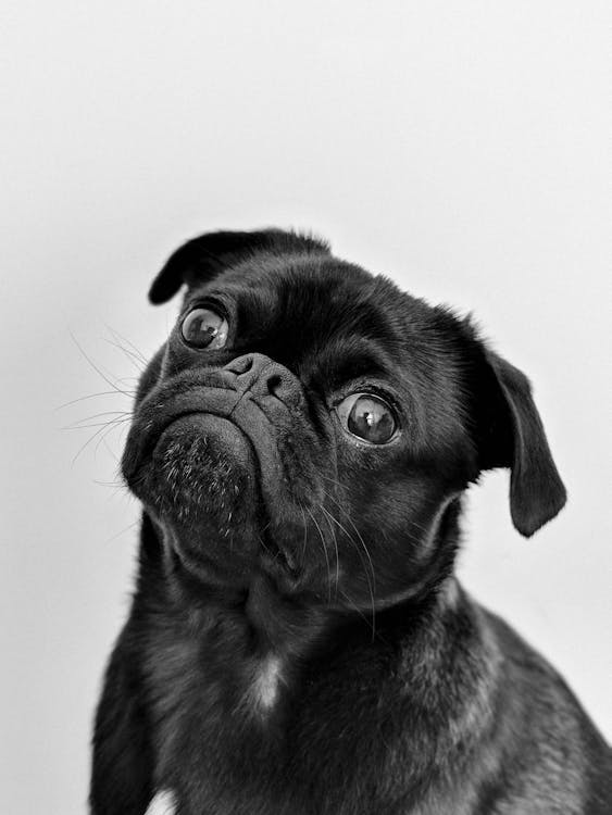Foto di un cane nero