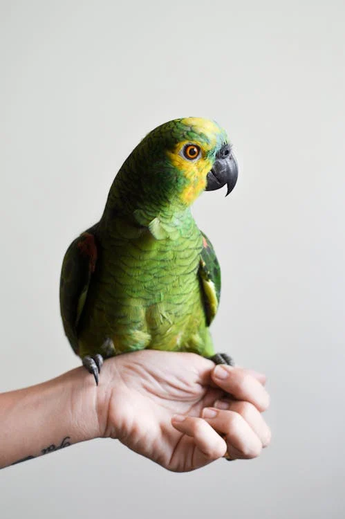 Foto di un pappagallo verde sulla mano di una persona