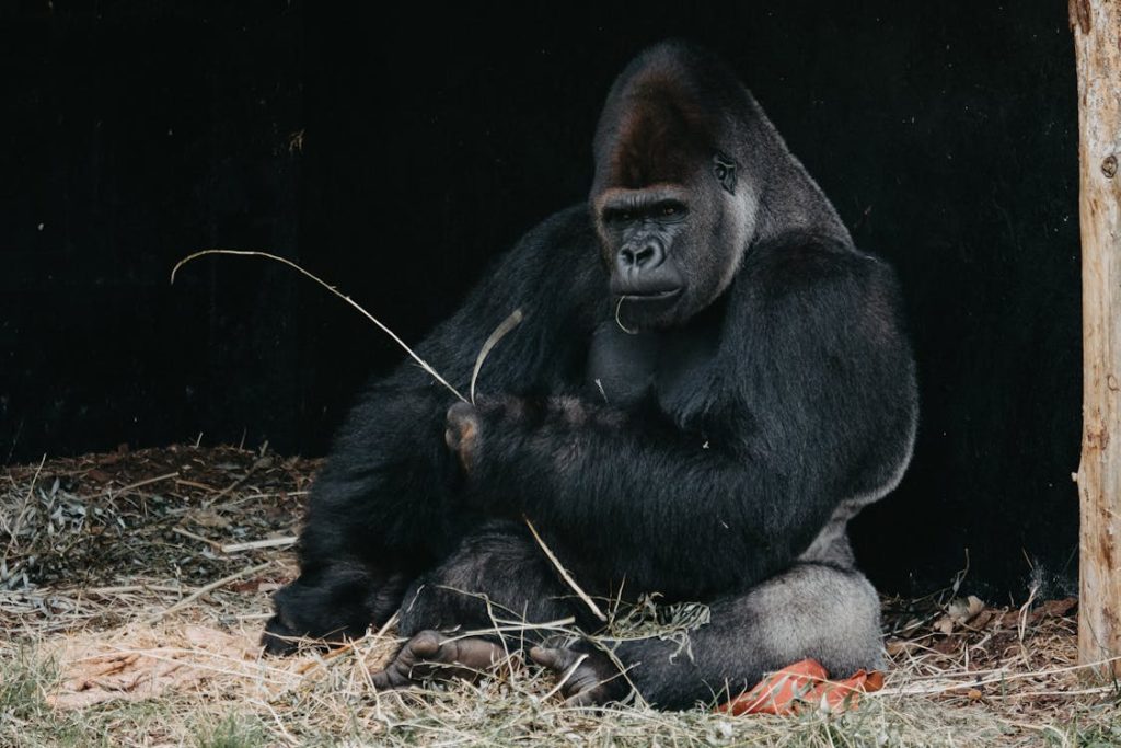 Foto di un gorilla