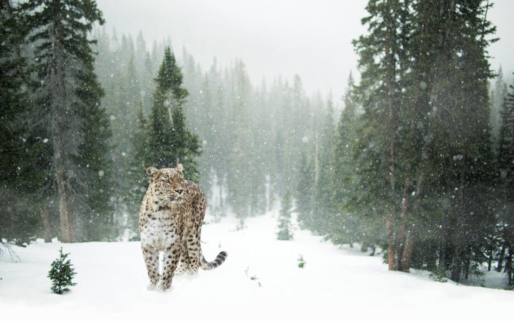 Foto di un ghepardo in un bosco innevato