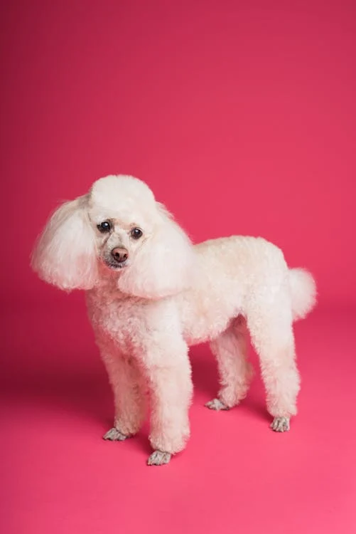 Foto di un cane barboncino bianco su sfondo rosa