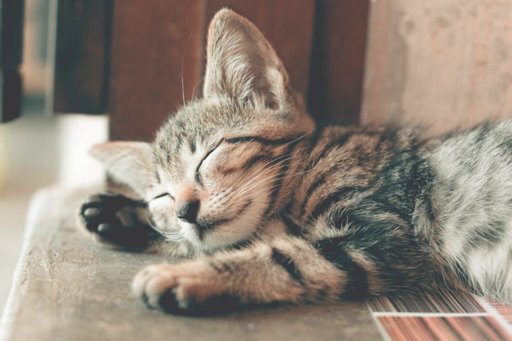 Foto di un gatto che dorme 