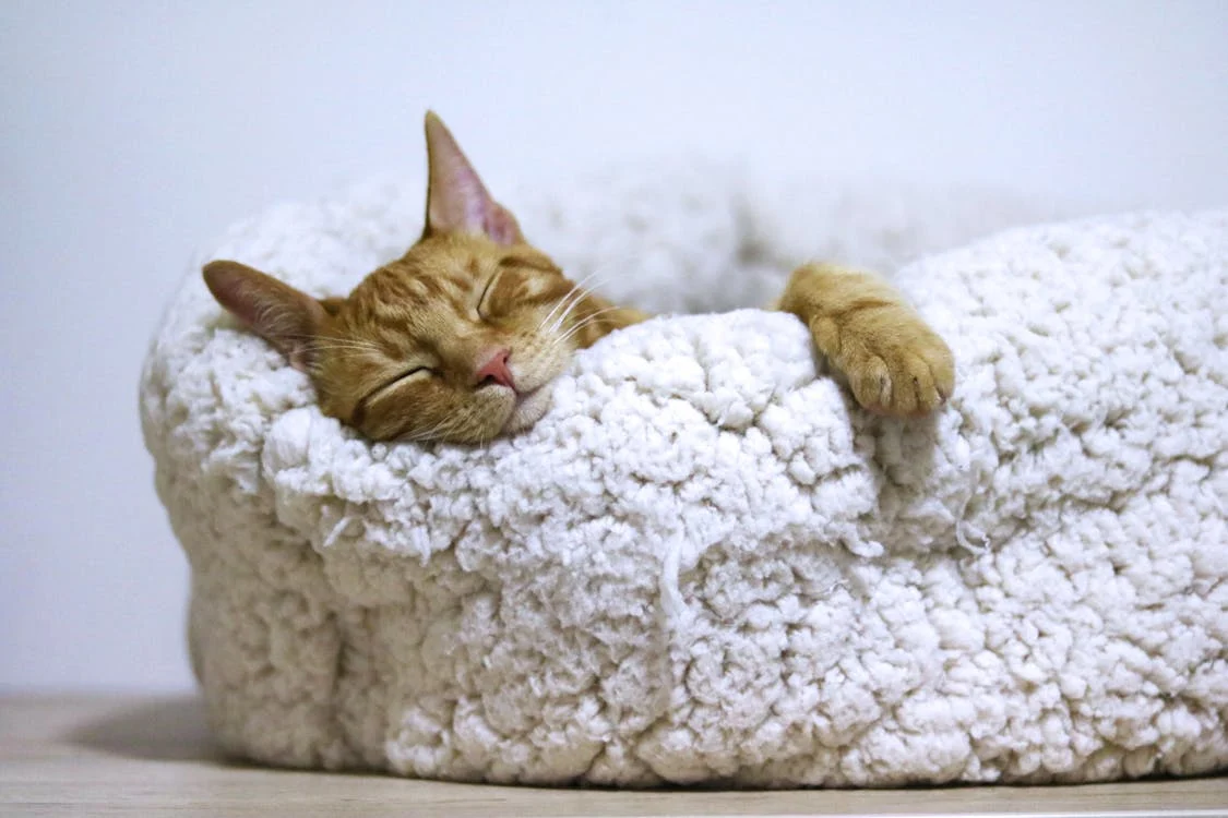 Foto di un gatto arancione che dorme 