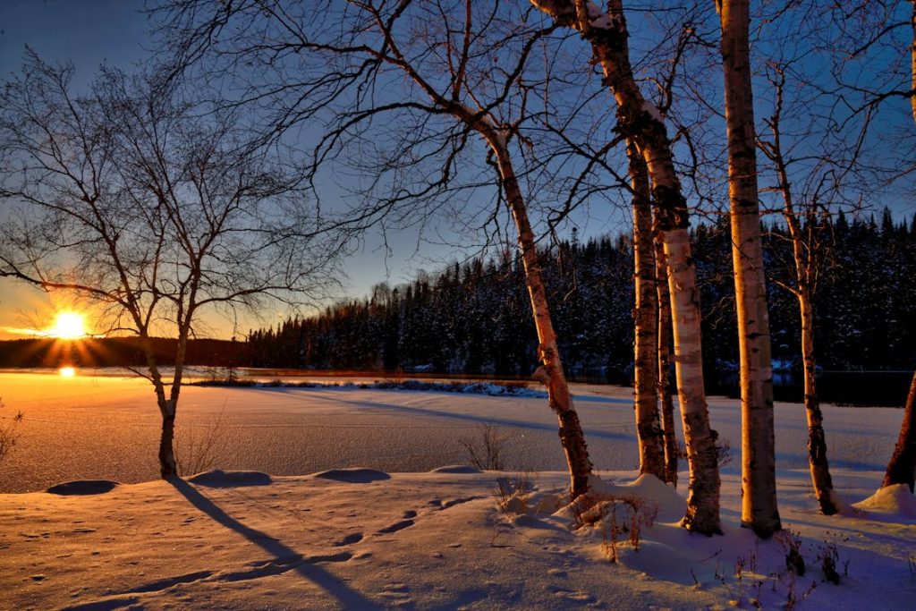 Campo innevato durante l'ora d'oro con degli alberi spogli