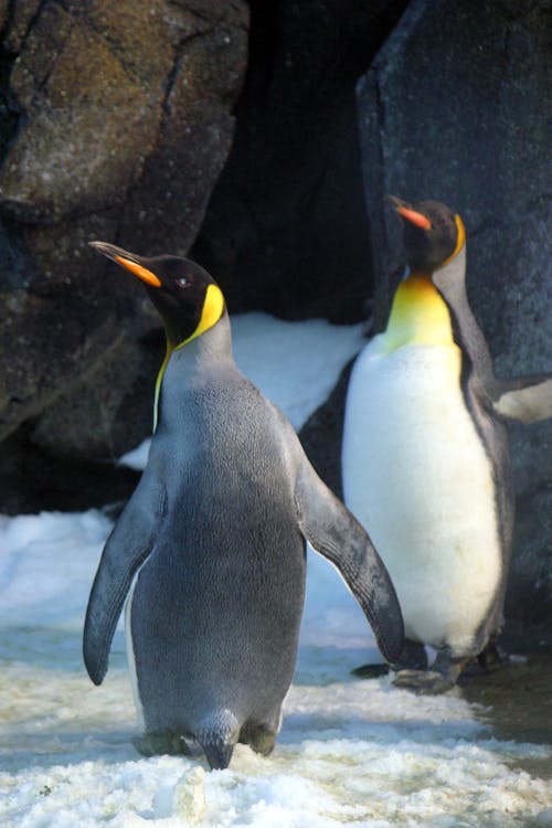 Foto di due pinguini
