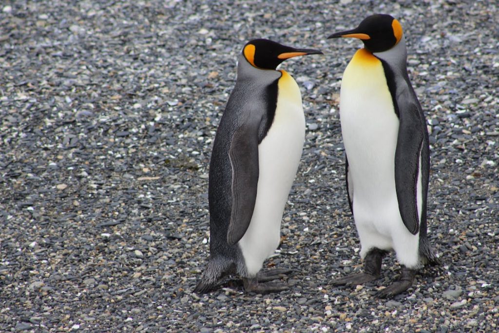 Foto di due pinguini molto vicini
