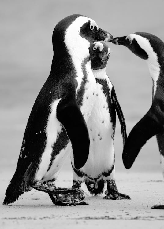 Foto in bianco e nero di tre pinguini, due dei quali sembra si bacino