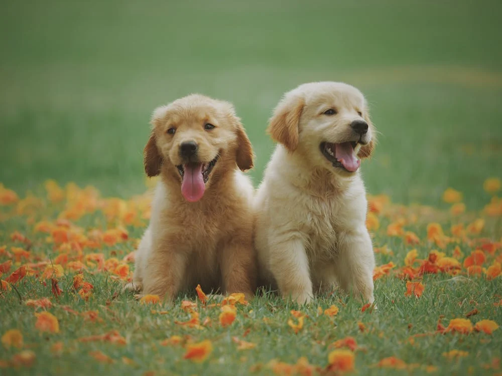 Foto di due cani cuccioli