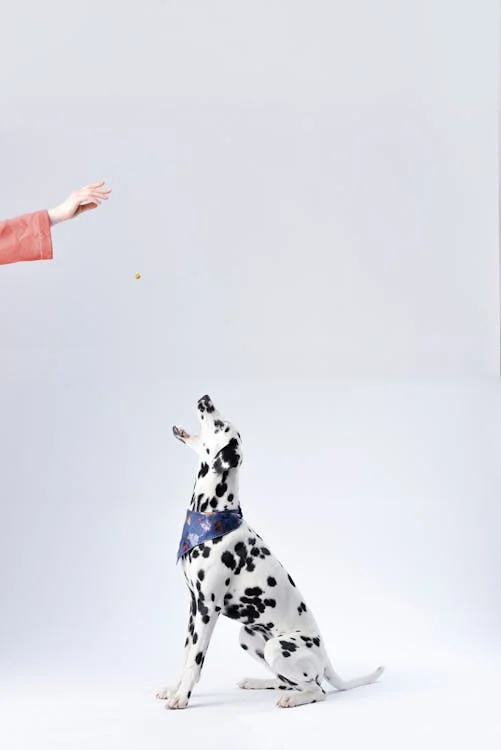 Foto di un cane dalmata seduto