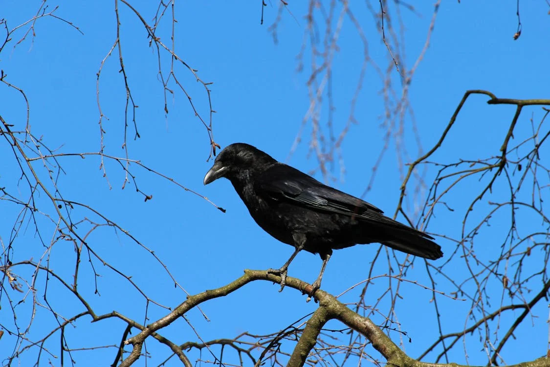 Foto di un corvo sopra il ramo di un albero