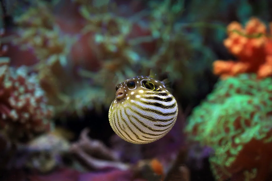 Foto di un pesce palla