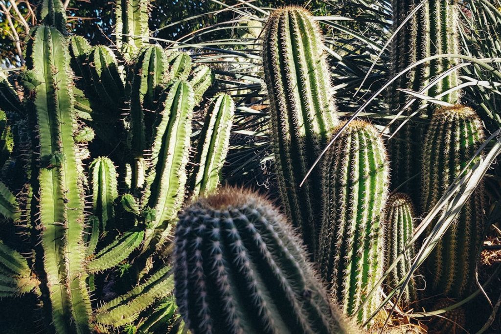 Foto di cactus