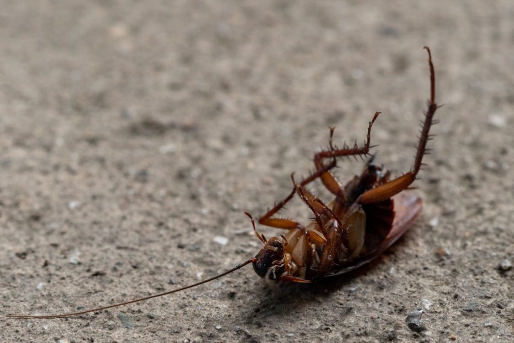 Foto di uno scarafaggio a testa in giù