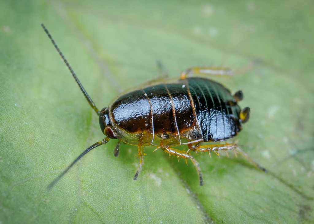 Foto di uno scarafaggio su una foglia